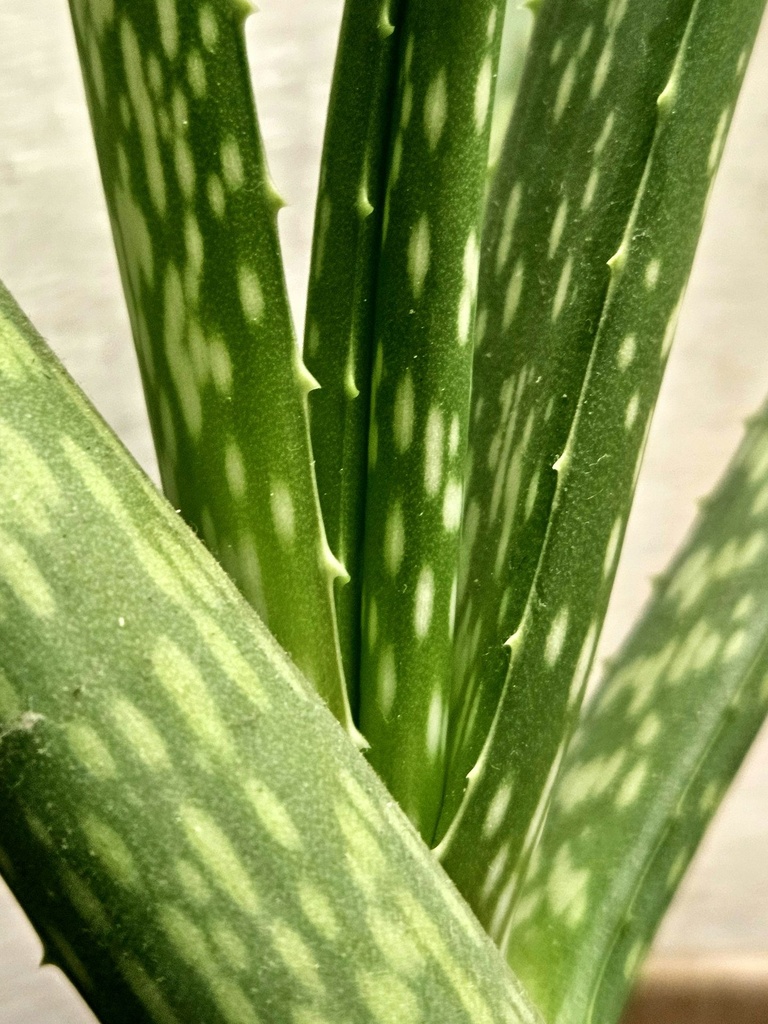 unsplash_r1EqKGkGMKc_aloe vera plant.jpg.jpg.jpg.jpg.jpg.jpg.webp