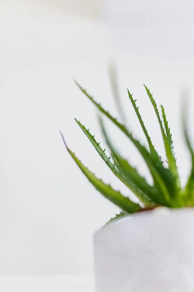 unsplash_7vlOecqh654_aloe vera plant.jpg.jpg.jpg.jpg.jpg.webp