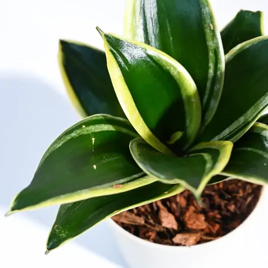snake-plant-golden-hahnii-32520177320068.webp