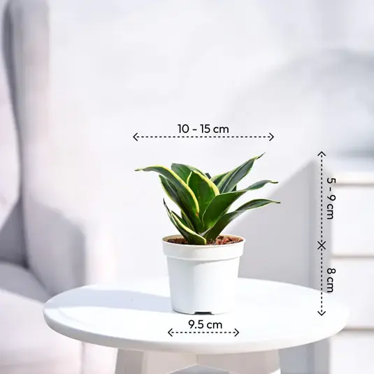 SnakePlant-GoldenHahnii.webp