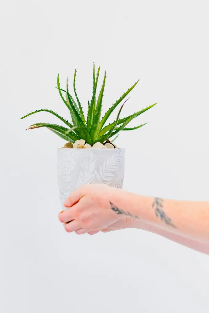 unsplash_Cqffut7Nyk8_aloe vera plant.jpg.jpg.jpg.jpg.webp