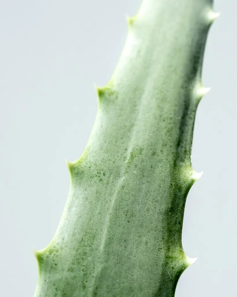 unsplash_lbz3YIfXuGw_aloe vera plant.jpg.webp