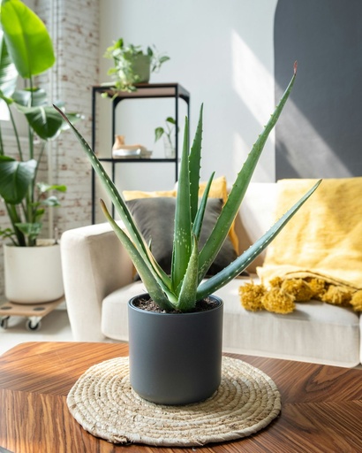 [Plant] Aloe Vera