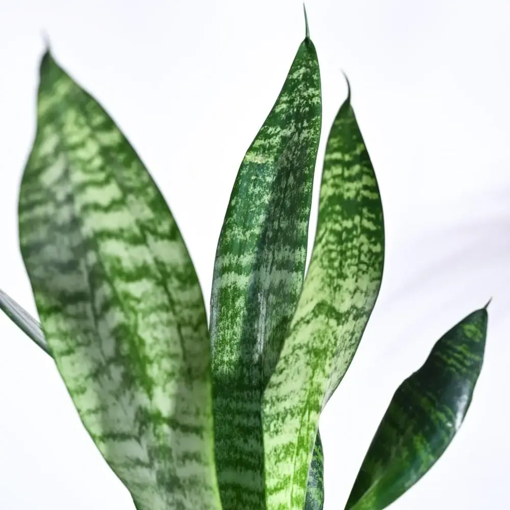 Sansevieria Superba Green Snake Plant with Self Watering Pot